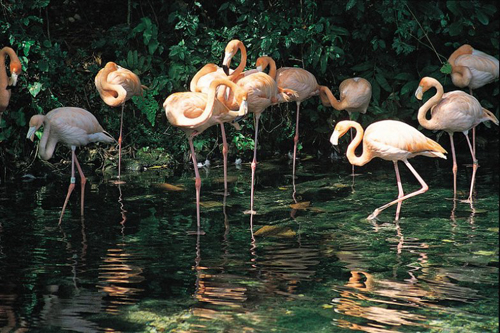 Viaje a Punta Cana: Vuelo + Hotel Todo Incluido-6